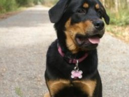 bernese_rottie_20211213_1953329924